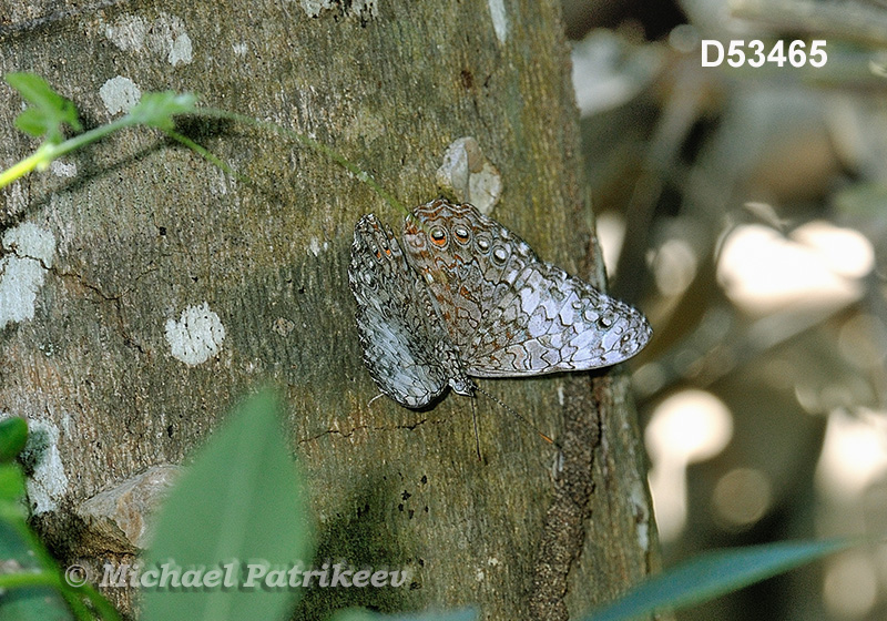 Pale Cracker (Hamadryas amphichloe)